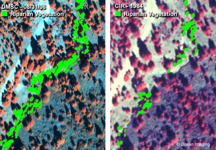 Leviathan Creek Vegetation